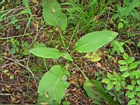 Bouillon blanc (00) (Photo F. Mrugala)